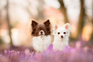 Chihuahua pasmine štenci - kako odabrati? Chihuahua pasmine štenci - kako odabrati?